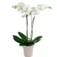 Phalaenopsis OFERTA Blanca Phalaenopsis OFERTA Blanca